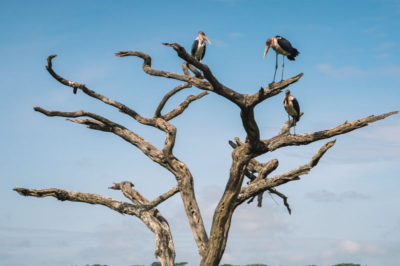 Un joyau sauvage en Tanzanie