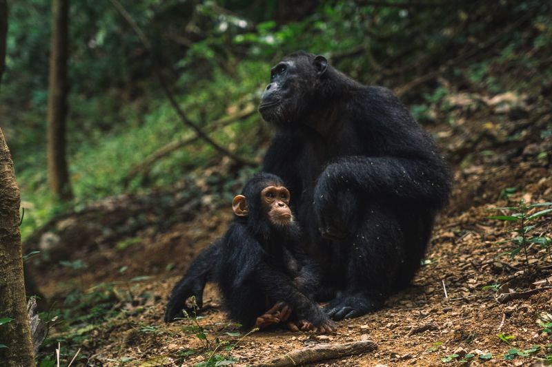 À la rencontre des primates