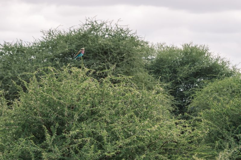 Histoire du Parc national du Ruaha 