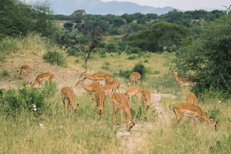 Les activités à faire dans le Parc du Ruaha