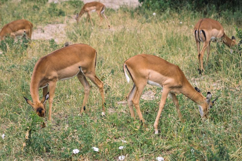 Pourquoi choisir le Parc national du Ruaha ?