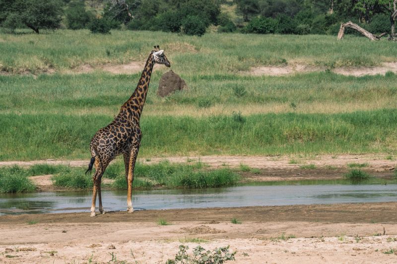 Quels sont les animaux que l’on peut observer dans le parc du Ruaha ? 