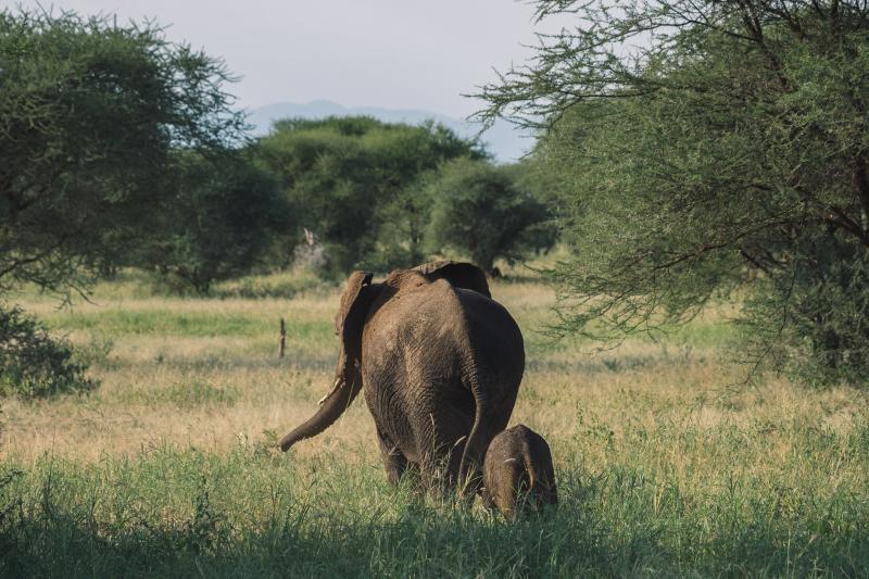 Parc national du Ruaha