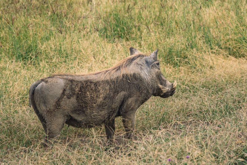 Le Parc national de Katavi, un parc national préservé 