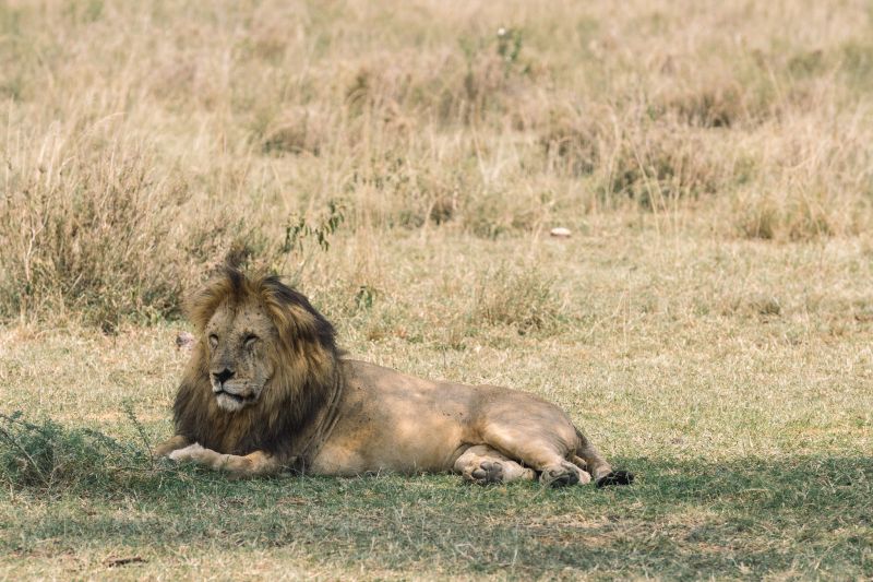 Quels sont les animaux que l’on peut observer ? 