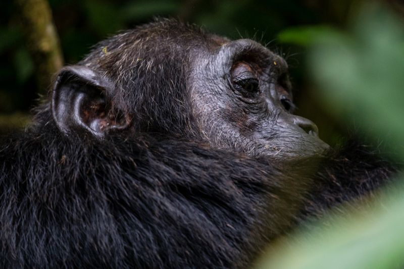 Découvrir le parc national de Kibale