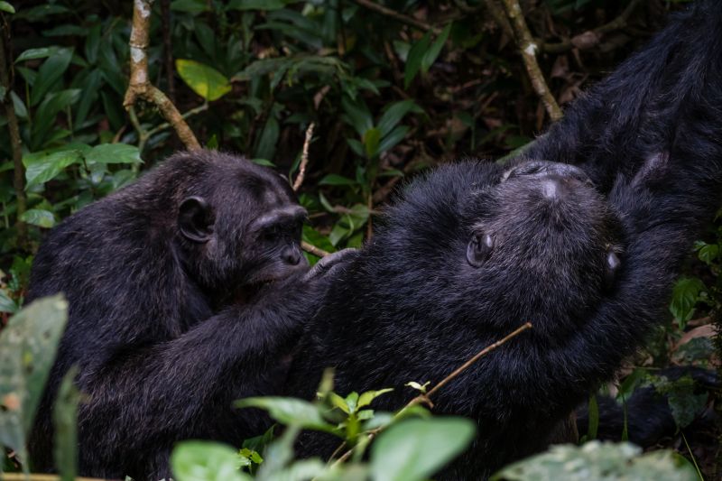 Kibale, l’endroit rêvé pour les amoureux de nature