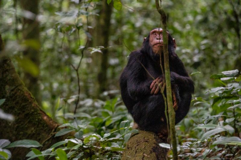 La forêt de Kibale
