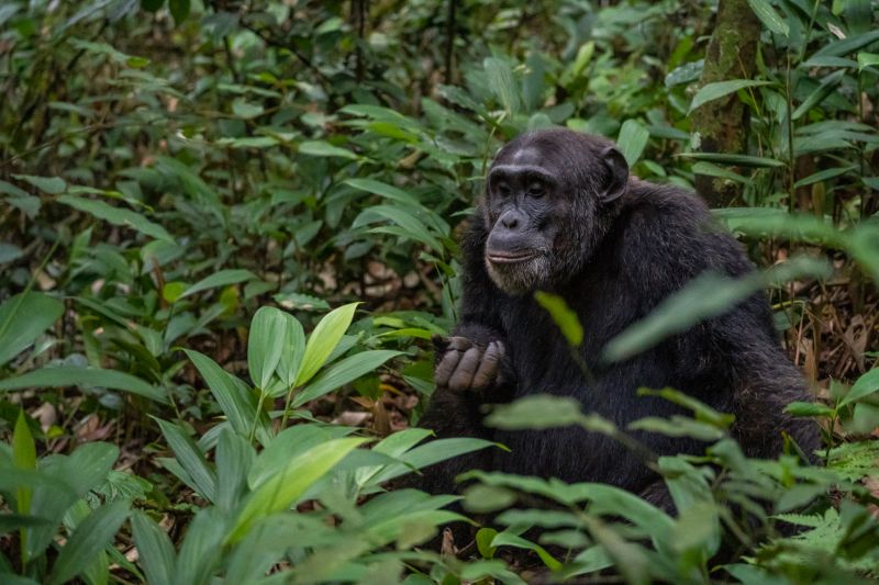 La forêt de Kibale, retour sur son histoire