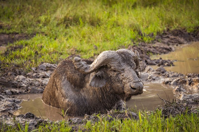 Le Parc national du Lac Mburo, destination tranquille