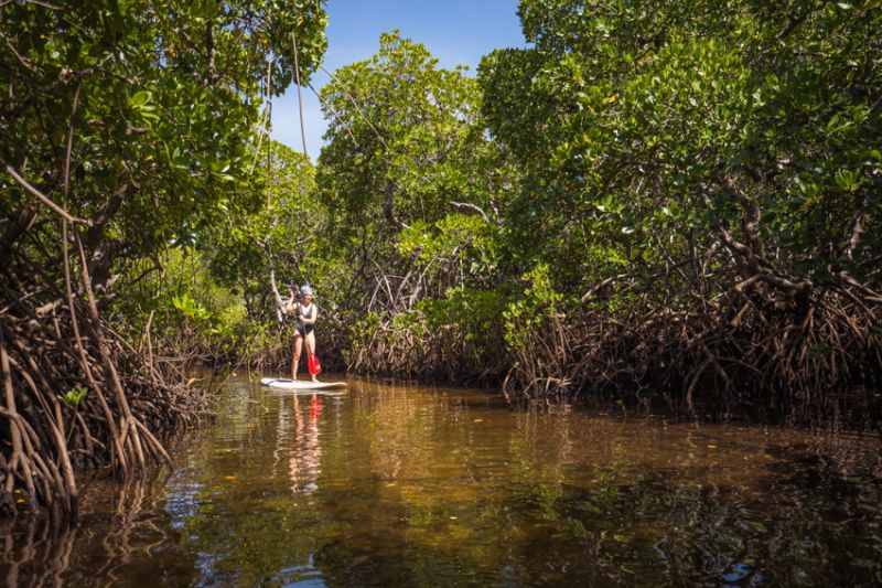 Découvrir la mangrove de l’île