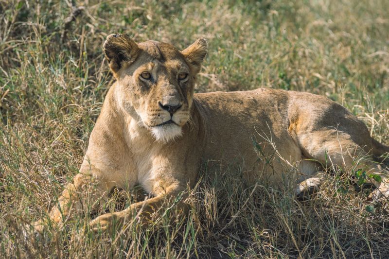 Les points forts et les points faibles du Parc du Ruaha