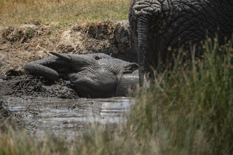Pourquoi vivre une expérience de safari dans le Parc de Katavi ?  