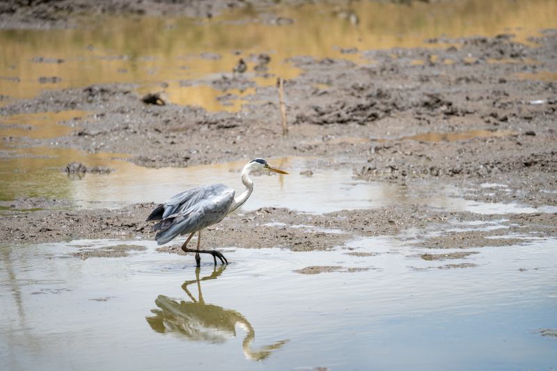 Quels sont les points forts et les points faibles du Parc national de Katavi ? 