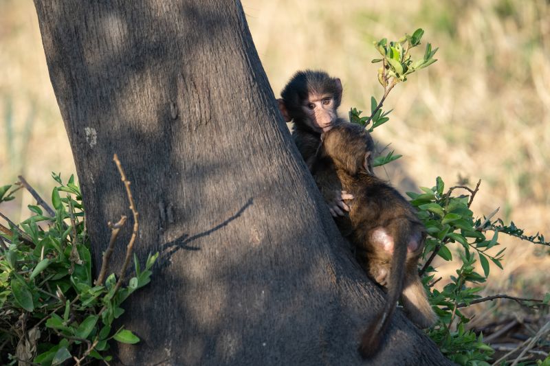 Infos pratiques pour visiter le Parc National de Katavi