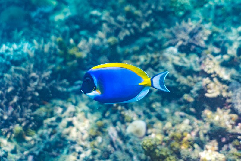 La faune marine de Chumbe Island