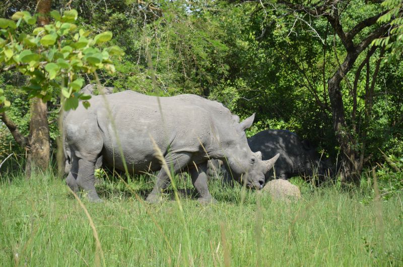 Observer les rhinocéros blancs lors d'un safari à pied