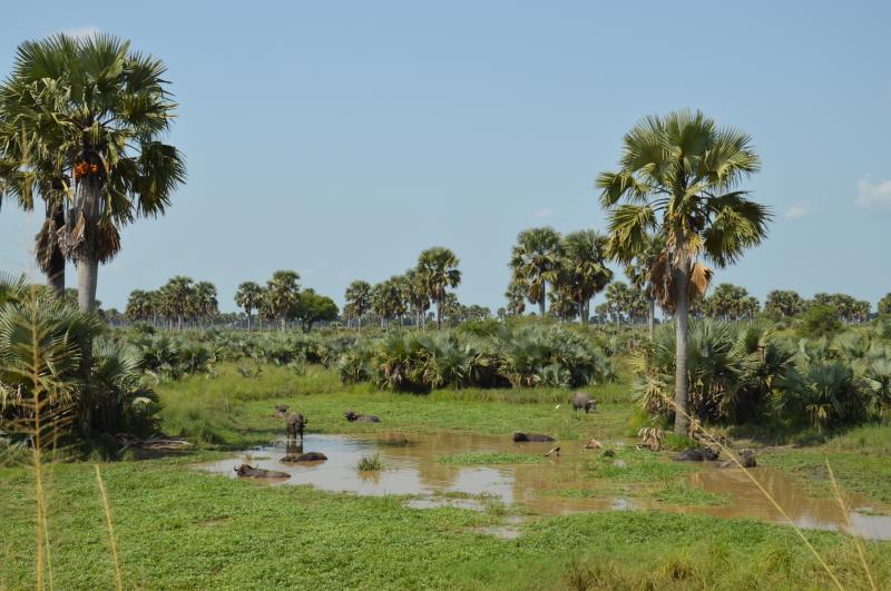 Le parc National de Murchison Falls