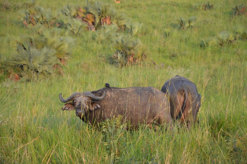 Quels sont les animaux présents dans le parc national de Murchison Falls ? 