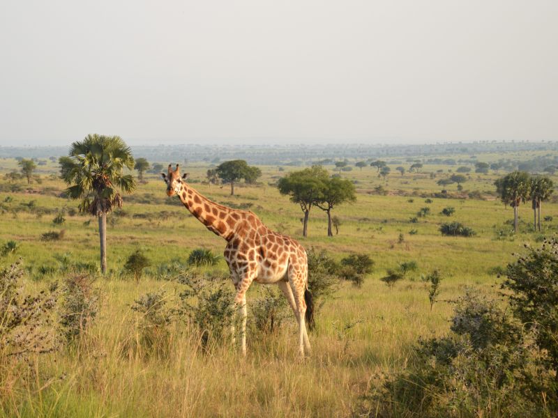 Le paradis des girafes