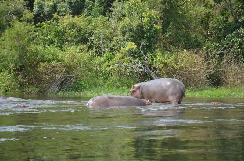 Pourquoi visiter le parc national de Murchison Falls 