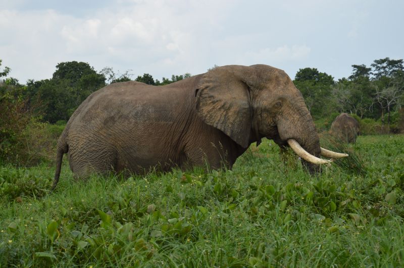 Que dois-je emporter pour mon safari dans le parc national de Murchison falls ? 