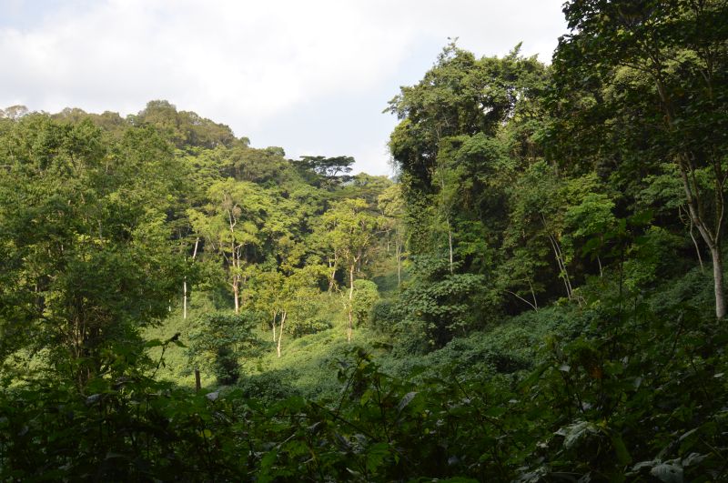 Le Parc National de la forêt impénétrable de Bwindi 