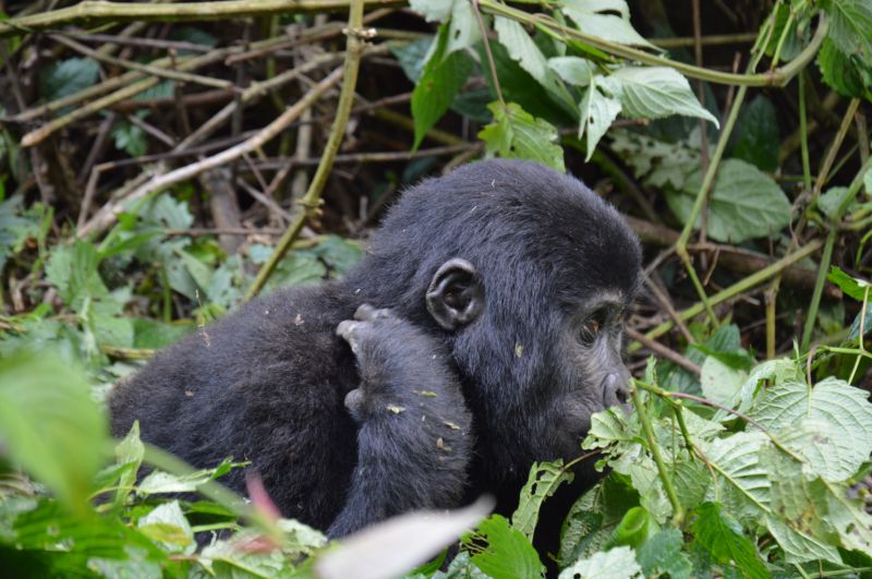 Observer les gorilles de montagne en Ouganda, un rêve ultime