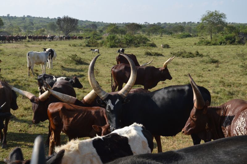 Visiter le Centre Culturel Ankole 