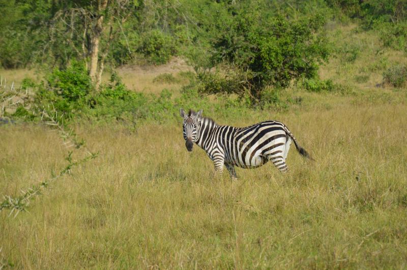 Parc national du Lac Mburo