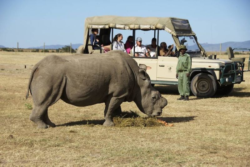 Un safari original au Kenya