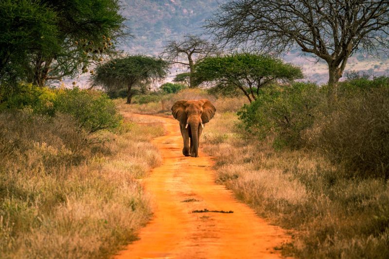 Visiter Tsavo West National Park