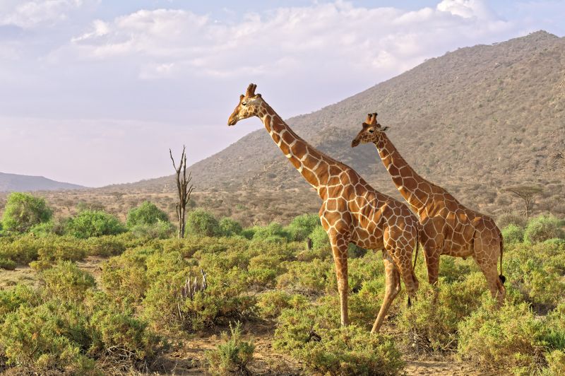 Quels animaux voir l’OI Pejeta Consevancy ?