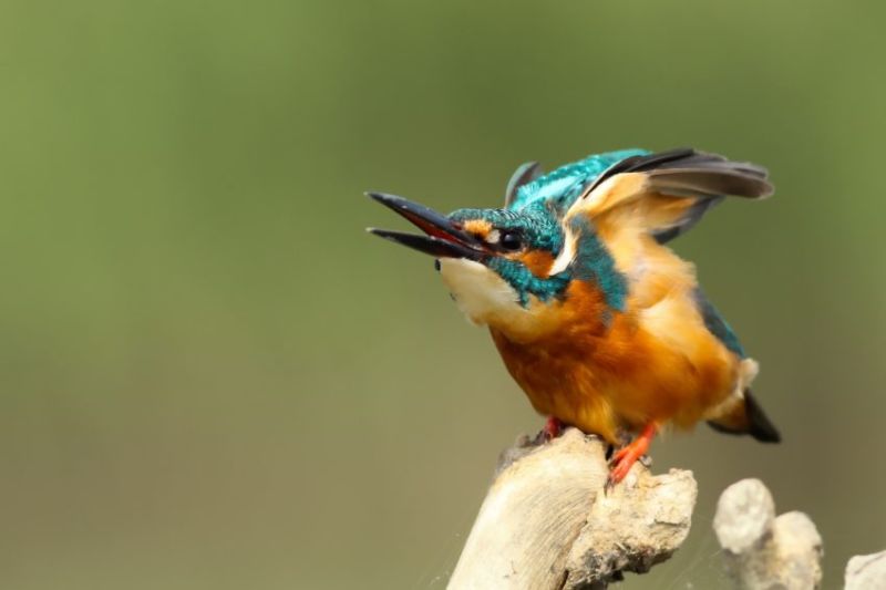 La faune de Gombe Stream