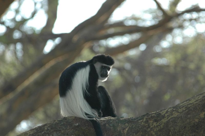Une faune et une flore endémique
