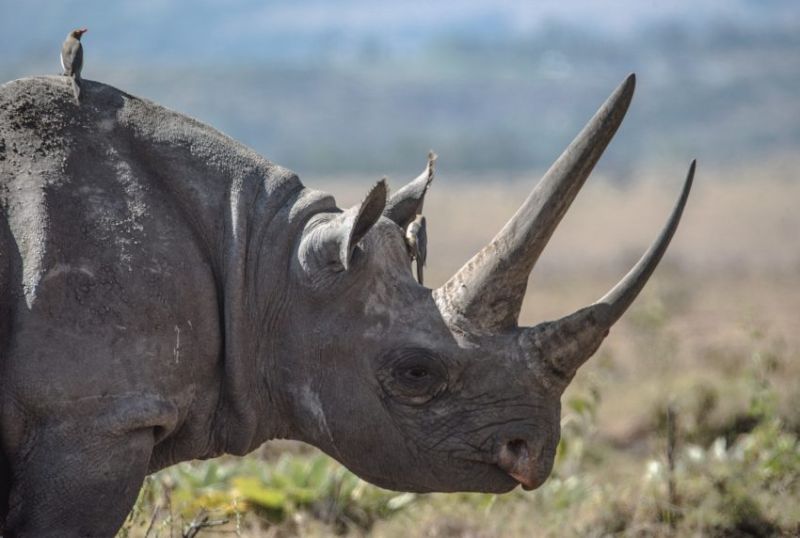 Quels animaux voir dans le Cratère du Ngorongoro?
