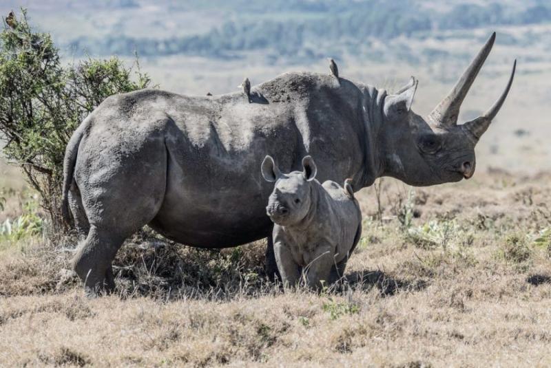 Le Parc National du Lac Nakuru