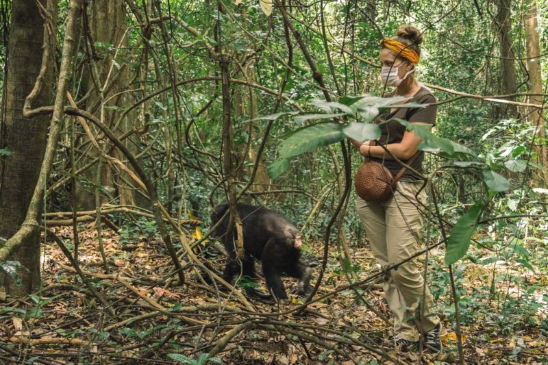 L'institut Jane Goodall