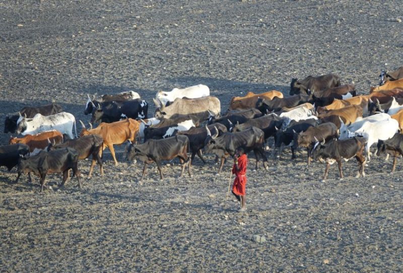 Les Maasaï du Ngorongoro
