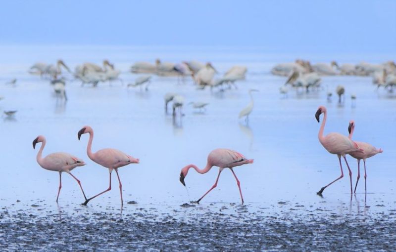 Quels oiseaux voir au Lac Manyara?