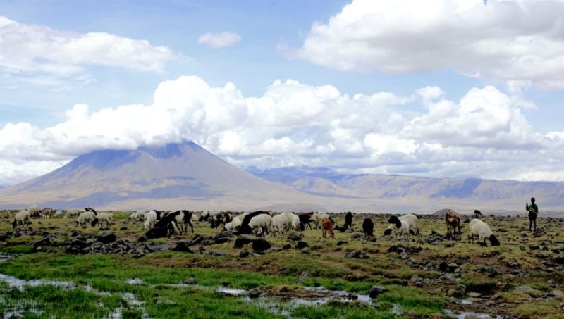 Les autres espèces du Lac Natron