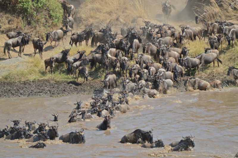 Observer les prédateurs du Parc National du Serengeti