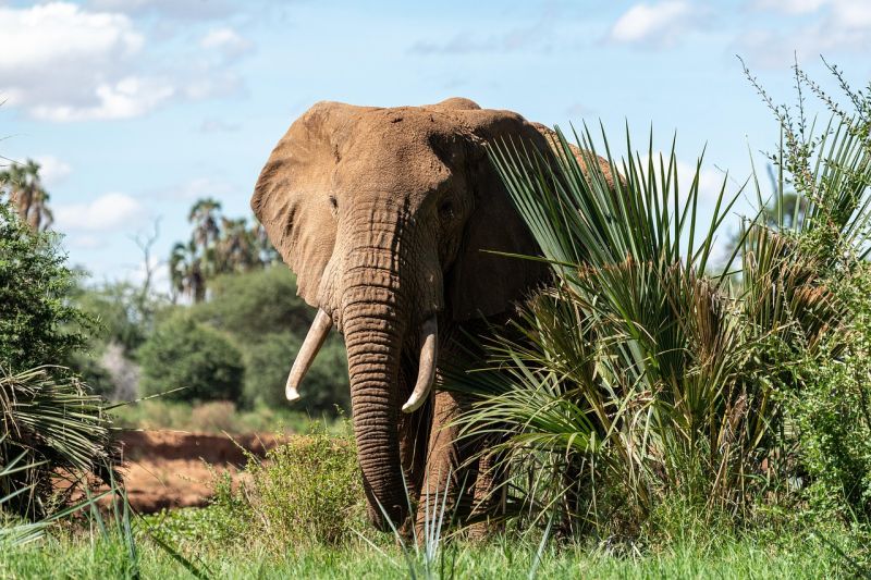 La biodiversité exceptionnelle du Parc national des monts Udzungwa