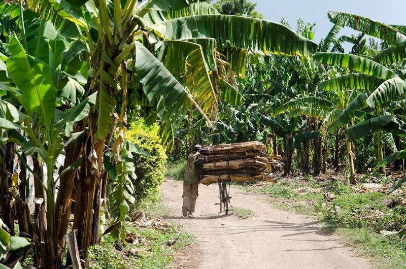 Se balader entre les bananeraies à Mto wa mbu