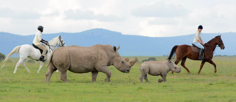 Quelles sont les activités à faire autour de l’OI Pejeta Conservancy ? 
