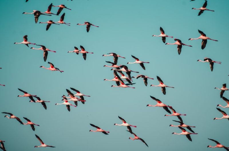 Peut-on se baigner dans le Lac Natron ?