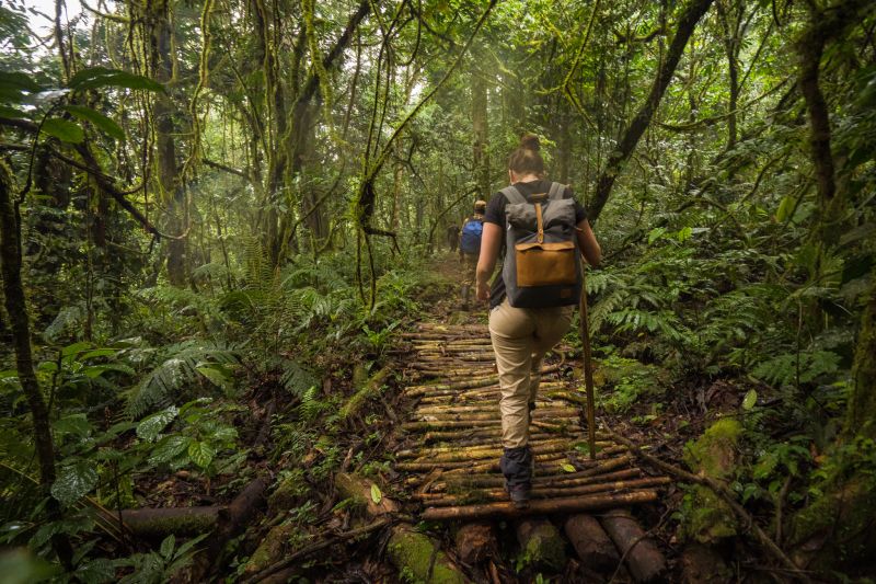 Conseils pratiques pour le trekking des gorilles à Bwindi