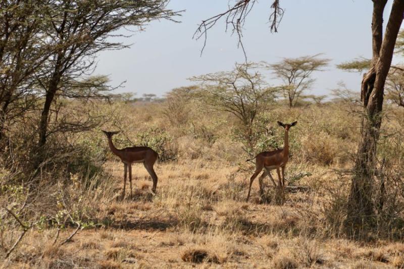 Parc de Mkomazi