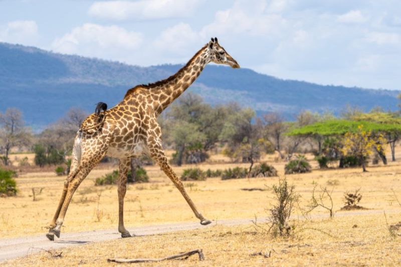 Bienvenue au parc de Mkomazi