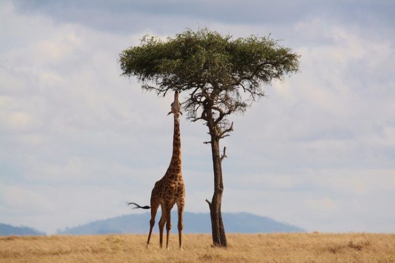 Présentation du Maasai Mara